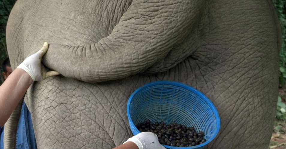 Black Ivory – один из самых дорогих сортов кофе на сегодняшний день, и делают его из эксрементов слонов