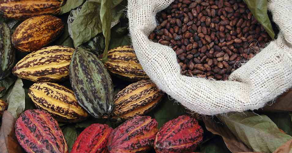Какао бобы - супер-продукт натурального происхождения о пользе которого мало кто знает