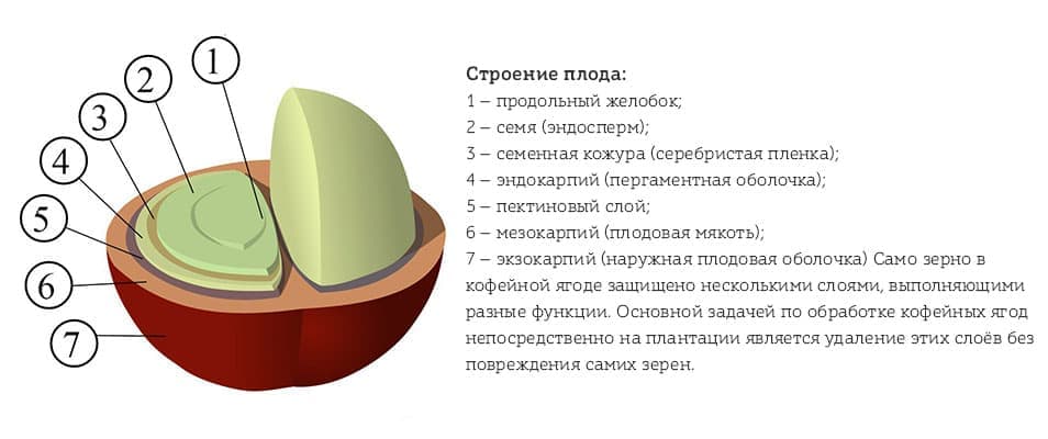Структура кофейной ягоды