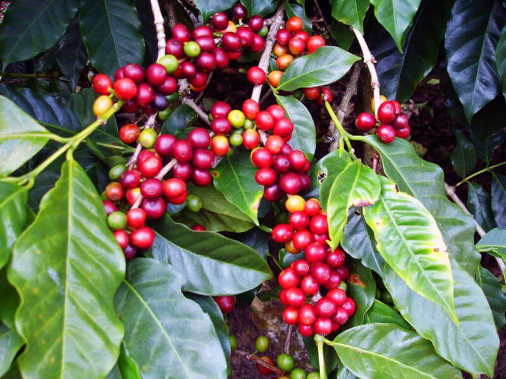 Как и на чем растет кофе в природе?