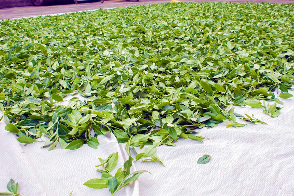Время сбора листьев с чайных кустов Те Гуань Инь